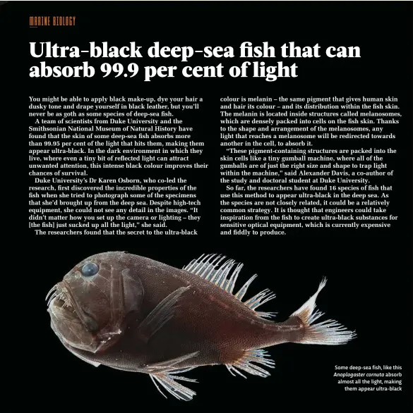  ??  ?? Some deep-sea fish, like this Anoplogast­er cornuta absorb almost all the light, making them appear ultra-black