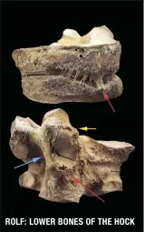  ??  ?? ROLF: LOWER BONES OF THE HOCK