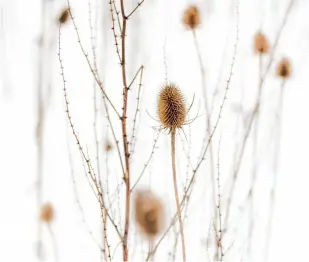  ??  ?? Above: Shooting these seed heads in the snow helped Andy create the perfect white background to highlight the tracery of the teasels.