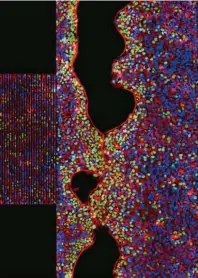  ??  ?? Dreifarben­aufnahme stimuliert­er Zellen auf einem SAW-CHIP. Rot: Phasenkont­rastbild der Zellen, blau: Zellkerne, grün: Zellkerne von Zellen, die sich während der Schallbeha­ndlung geteilt haben.
Grafik: Universitä­t Augsburg