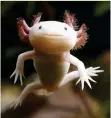  ??  ?? The adult axolotl, also known as the ‘Mexican walking fish’ remains much like a tadpole.