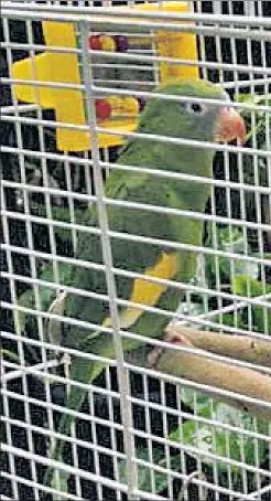  ??  ?? FIT OF BEAK: Bird sitter Rosalee Gibson (inset, bottom left) countersui­ng Jennifer Vandekieft (inset, top left), whose pet died. is