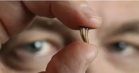  ?? RICHARD LAUTENS/TORONTO STAR ?? Kevin Seymour, assistant curator of paleobiolo­gy at the Royal Ontario Museum, holds a raptor tooth. A new study examined bird-like dinosaur teeth to help develop theories about why birds and dinosaurs evolved the way they did.