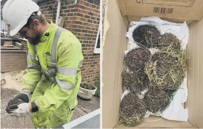  ?? ?? UK Power Networks linesman Lee Cocklin placing one of the hedgehogs into a box – and right, the family snuggled up in a cardboard box