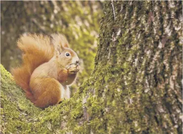  ??  ?? 0 Red squirrel numbers remain steady – but population­s of greys appear to be falling in many areas