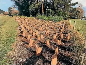  ?? EMMA DANGERFIEL­D/STUFF ?? Locally-sourced native plants have been planted in their 1000s at Silverstre­am but more help is needed for the project.