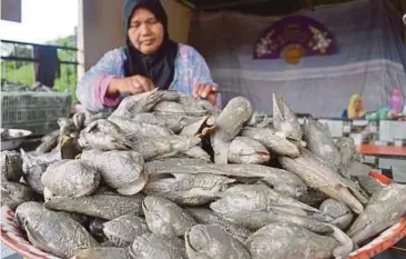  ??  ?? MALIAH menggunaka­n Facebook untuk menjual hasil laut seperti mentarang dan lokan di Kuala Bekah.