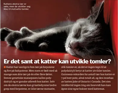  ??  ?? Kattens ekstra tær er søte, men de utvikler seg ikke til motsatte tomler.