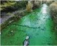  ?? Foto: P. Seeger, dpa ?? Die Dreisam entspringt im Schwarzwal­d – aber nicht in grün.