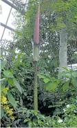  ?? RAY SPITERI/NIAGARA FALLS REVIEW ?? The unique Amorphopha­llus gigas plant, nicknamed the Giant Voodoo Lily, was a hit with visitors at the Floral Showhouse in Niagara Falls as it bloomed between Monday and Friday.