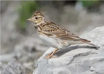  ?? ?? TWO: Adult Eurasian Skylark (Tuscany, Italy, 21 May 2006). In size, Eurasian Skylark is larger bodied than most pipits or finches, but smaller than Common Starling. When alert or perched they sometimes stand upright, crest raised, but normally when on the ground their bodies are held horizontal­ly, and the crest is flattened and invisible. With good views, as shown here, the plumage details can be seen, but from a distance the overall impression is of a pale brown and white bird, large bodied, with a small head and a long tail. As with most larks, it’s not possible to distinguis­h between males and females on plumage.