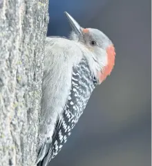  ?? DONALD MUNRO/SPECIAL TO THE EXAMINER ?? A record 13 Red-bellied Woodpecker­s were found this year.