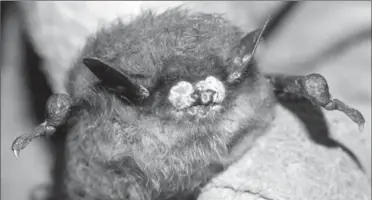  ?? CANADIAN PRESS FILE PHOTO ?? Bats are in need of protection as a fungus decimates their population numbers.