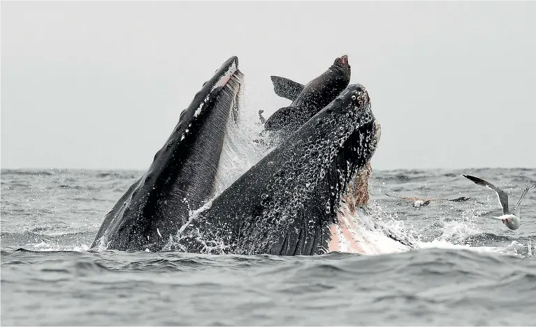  ?? CHASE DEKKER ?? A humpback whale traps a sea lion while feeding in Monterey Bay, California, on July 22.