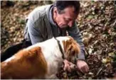  ??  ?? Giovanni Monchiero searches for truffles with his dogs.