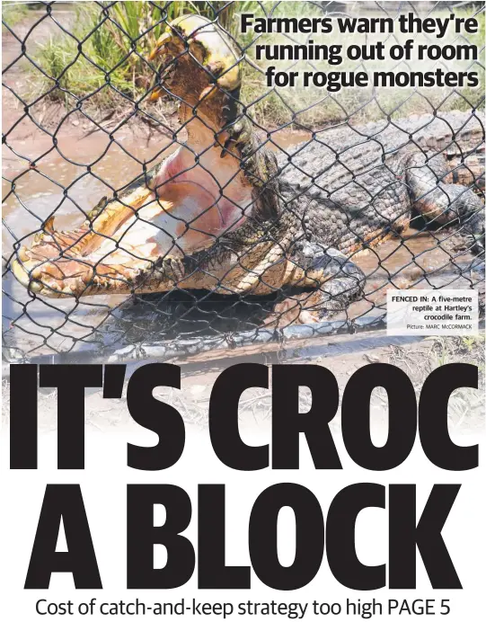  ?? Picture: MARC McCORMACK ?? FENCED IN: A five-metre reptile at Hartley’s crocodile farm.