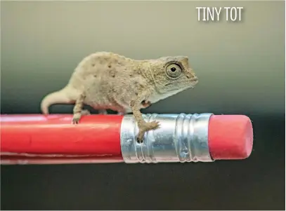  ?? Picture: Reuters ?? A tiny ‘fingertip-sized’ pygmy chameleon is seen at Chester Zoo in Britain.