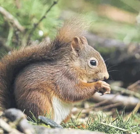  ?? ?? ↑ A red squirrel feeds in the Trossachs