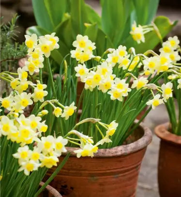  ?? ?? HOW TO GROW
Plant Tazetta bulbs from early autumn to early winter. They are slightly fussy, preferring a sunny spot and moist but well-drained soil. Tazettas tend to be quite tall, reaching 40-60cm, and in containers, especially indoors, they may need some support.