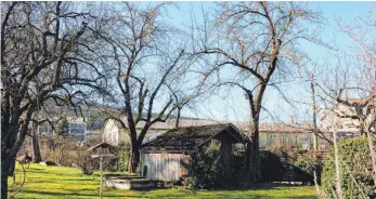  ?? FOTO: LARISSA SCHÜTZ ?? Karl Kirschlers Gartenhäus­chen flankieren die zwei hunderjähr­igen Apfelbäume, die sein Großvater aus der Normandie mitgebrach­t hat.