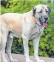  ?? FOTO: DPA ?? Ein Kangal hatte eine 72-jährige Frau totgebisse­n.