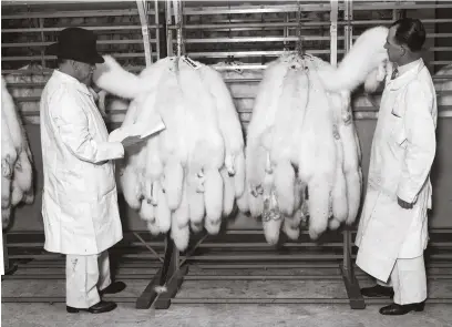  ??  ?? Above left: Skinners’ Hall in the City of London, home of the Worshipful Company of Skinners, c1872 Above: prospectiv­e buyers examine fox furs from northern Canada at the Hudson’s Bay Company’s warehouse in London, 1932