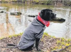  ?? FOTO: TIERHEIM BERG ?? Hündin Troja trägt bei Spaziergän­gen bei nasskaltem Wetter einen Mantel, um nicht zu frieren.