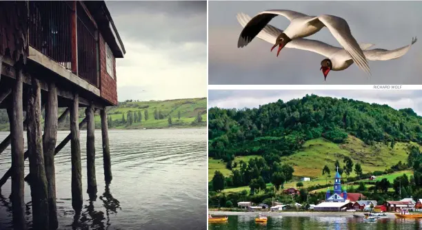  ??  ?? KARINA SEVERIN RICHARD WOLF ROBERT HARDING Clockwise / En el sentido de las agujas del reloj: Scenes from Chiloé: sheep dotting the hills, a palafito in Castro, gaviotas, and an historic church in Tenuan. Escenas de Chiloé: ovejas en las colinas, un palafito en Castro, gaviotas y una iglesia histórica en Tenuan.