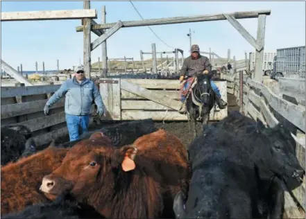  ?? THE ASSOCIATED PRESS ?? Mike Wacker, left, and Juan Ulloa move cattle at Cross Four Ranch before the animals are shipped to summer pasture in Sheffield, Mont. Cross Four has thousands of cattle ready for export to China but a trade dispute could undermine those plans.