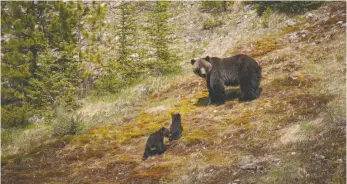  ?? BBC EARTH HANDOUT PHOTO BY DARREN WEST, VIA CP ?? Grizzly bears are shown in a handout photo for the series Planet Earth II. Bears busting a move in the Canadian Rockies and a rascally raccoon family in Toronto are among the animals profiled in Planet Earth II, debuting today on BBC Earth.