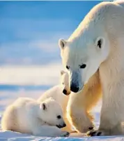  ??  ?? Michelle Valberg snapped an image of a mother polar bear and her cubs in Wapusk National Park, south of Churchill.