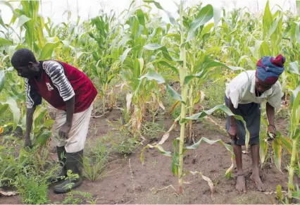  ?? JAIMAGENS.COM ?? Mais aposta nas terras aráveis aumenta a produção de alimentos no continente africano e permite a criação de milhões de postos de trabalho