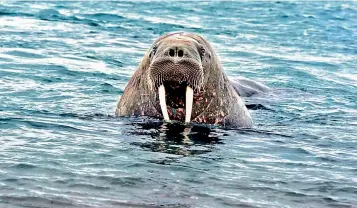  ??  ?? The glaciers are home to the large flippered marine mammal, walrus