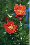  ??  ?? Give pomegranat­e trees a warm sheltered spot for more flowers