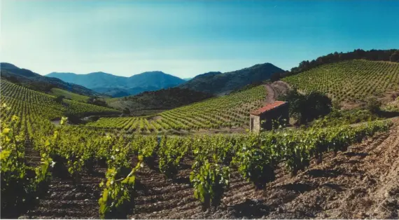  ??  ?? Depuis vingt ans, la viticultur­e et les pratiques oenologiqu­es ont fait des progrès considérab­les en Languedoc et en Roussillon.