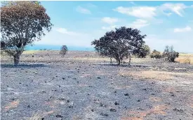  ?? CONTRIBUTE­D ?? A scorched section of a farm in Flagaman, St Elizabeth, following a blaze in August.