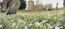  ??  ?? Snowdrops in bloom in St Matthew’s Churchyard, Hutton Buscel; below, a goldfinch was the highlight of the week.