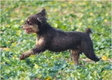  ??  ?? A Spanish water dog is a good inbetween size, has an appealing appearance and can retrieve well