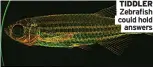  ?? Could hold answers ?? TIDDLER Zebrafish