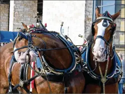  ?? PHOTOS BY HENRY HUEY / FOR ROUND ROCK LEADER ?? Lead horses Cash and Nash seem to share a laugh as the Budweiser Clydesdale­s visit Dell Diamond from April 20- 23.