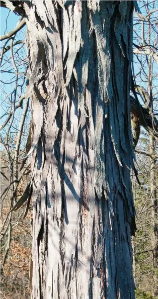  ?? LEE REICH/FILES ?? Bark of the aptly named shagbark hickory tree decorative­ly peels away in shaggy strips to liven up the winter landscape.