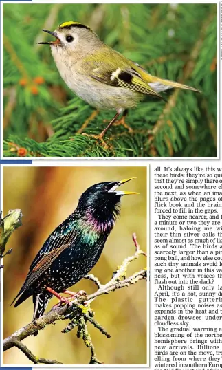  ??  ?? TINY PIPER: The goldcrest, left, has a loud song in proportion to its size. Far left: The mellifluou­s song thrush. Below left: The poetic starling