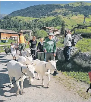  ?? FOTO: GERALDINE FRIEDRICH/DPA ?? Der Geißen-Spaziergan­g gehört zu den vielen Freizeitan­geboten im Feriendorf.