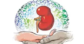  ??  ?? An immune disorder of the kidneys that can lead to kidney failure, increased 13 per cent annually over the 11-year study period.