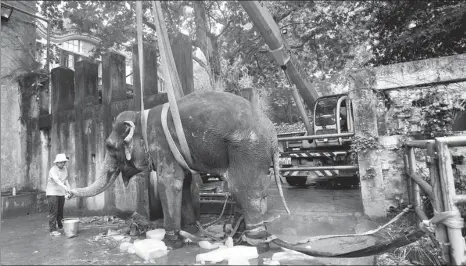  ?? ZHOU XIN / FOR CHINA DAILY ?? With the help of a heavy-duty crane, Banna the elephant gets to her feet on Tuesday at the Shanghai Zoo. Keepers found her lying on her side and said she had suffered heatstroke. Keepers worried that the prone position could damage her internal organs.