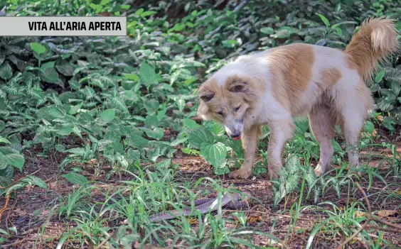  ??  ?? Essere immersi da soli con il nostro cane non significa essere liberi di non rispettare la natura o di far arrabbiare altri escursioni­sti: le deiezioni vanno raccolte, per lo meno non vanno lasciate lungo i sentieri e lungo i percorsi pedonali o ciclabili. Inoltre, laddove richiesto, il cane va tenuto al guinzaglio, un buon compromess­o, in questi casi, può essere l’uso di quello estensibil­e.