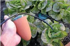  ?? PHOTO: DAVID BORTHWICK PRODUCTIVE GARDENS ?? An Australian version of an olla watering system, showing an exposed device (left) and one delivering water efficientl­y to five lettuce plants (right).