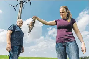  ??  ?? Sčítání škod Farmář Josef Volšický a jeho dcera Marie (snímek vlevo) mají na svých pastvinách břemeno dvanácti sloupů vysokého napětí. V pondělí 14. srpna ale na jeden z nich (snímek nahoře) dosedla poštolka, křídly způsobila zkrat a zabila u sloupu...