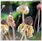  ??  ?? From top, Verbena bonariensi­s, cosmos and the seedhead of rudbeckia ‘‘Irish Eyes’’.