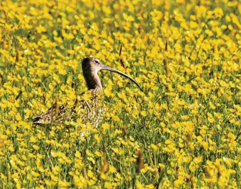  ?? Foto: Jürgen Scupin (Archiv) ?? Früher häufig, heute selten: Der Brachvogel hat es im Landkreis Dillingen inzwischen schwer. Er fühlt sich vor allem in feuchten Wiesen wohl.